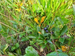 Aronia melanocarpa