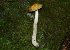 Leccinellum pseudoscabrum