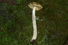 Leccinellum pseudoscabrum