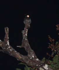 Nyctibius leucopterus