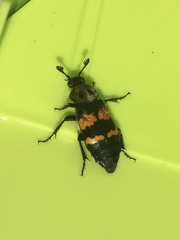 Nicrophorus tomentosus