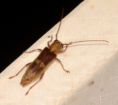 Saperda discoidea