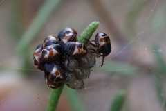 Carpocoris