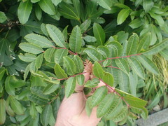 Schinus terebinthifolia