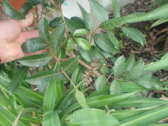 Schinus terebinthifolia