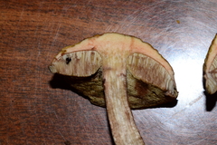 Leccinellum pseudoscabrum