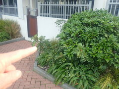 Schinus terebinthifolia