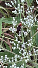 Pseudomops septentrionalis