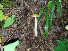 Leccinellum pseudoscabrum