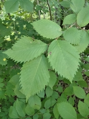 Ulmus rubra