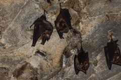 Hipposideros armiger