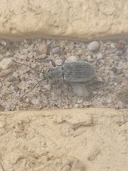 Cyrtepistomus castaneus