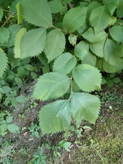 Ulmus rubra