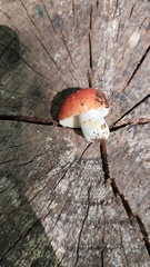 Russula rosacea