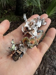 Parmotrema perforatum