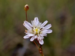Podolepis capillaris