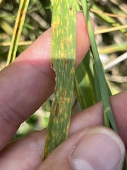 Puccinia