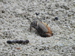 Decapoda