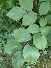 Ulmus rubra