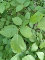 Ulmus rubra