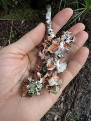 Parmotrema perforatum