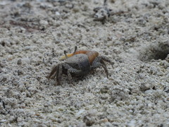 Decapoda
