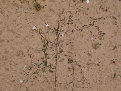 Podolepis capillaris