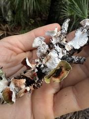 Parmotrema perforatum