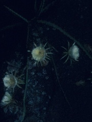 Selenicereus
