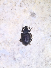 Otiorhynchus rugosostriatus