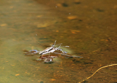 Limnoporus canaliculatus