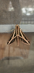 Eumorpha fasciatus
