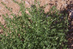 Salsola kali