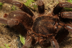 Yanomamius raonii