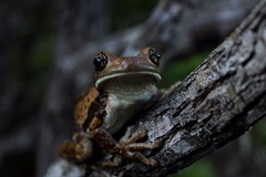 Trachycephalus vermiculatus