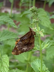 Boloria bellona
