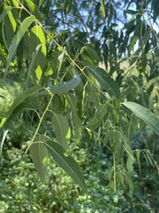 Salix amygdaloides