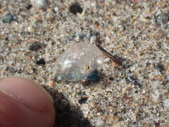 Physalia physalis
