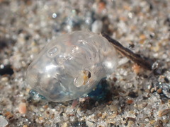 Physalia physalis