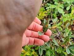 Shepherdia canadensis