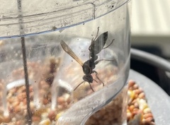 Mischocyttarus flavitarsis