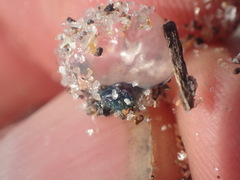 Physalia physalis