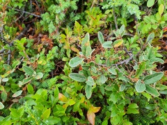 Shepherdia canadensis
