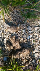 Canis lupus italicus