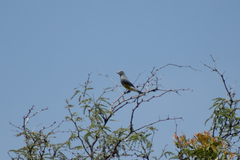 Ptiliogonys cinereus