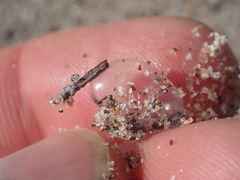 Physalia physalis