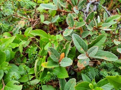 Shepherdia canadensis