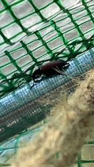 Stictoleptura canadensis