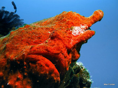 Antennarius commerson