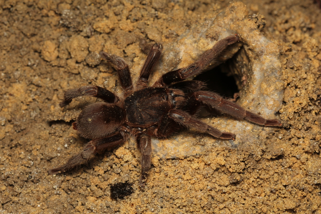 Yanomamius